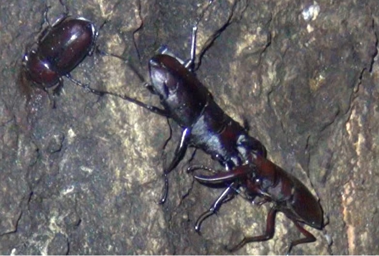 ノコギリクワガタ♂同士 台風の決闘_東京多摩地区・断末魔のオアシス-No.11のコナラ_2024年8月16日夜